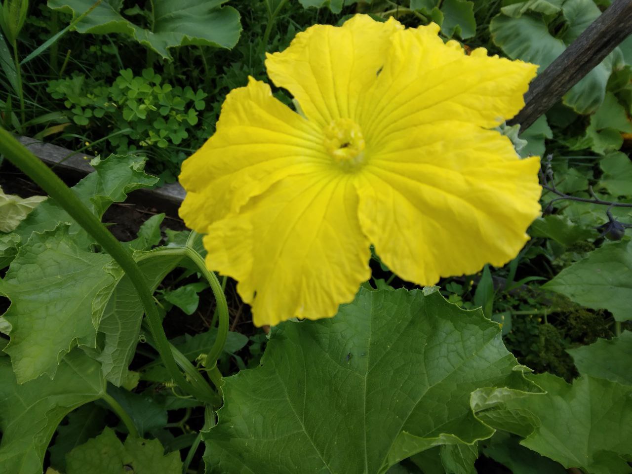 loofah open flower