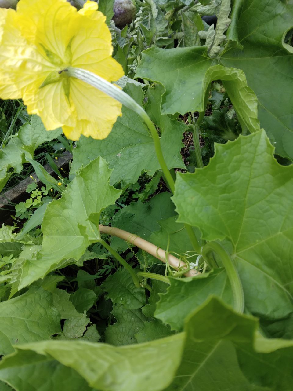 loofah back of flower 