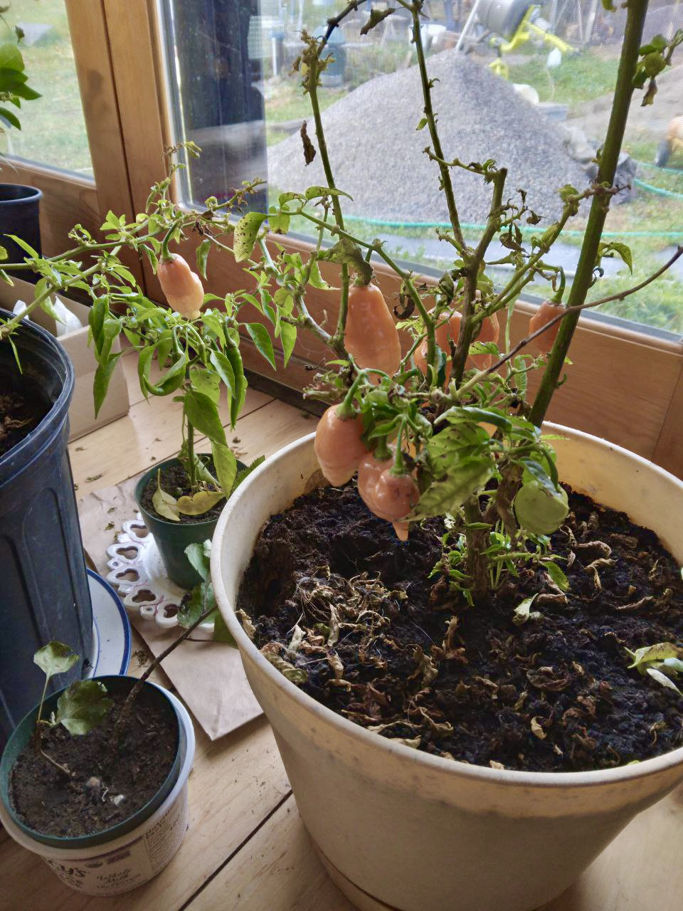 pepper plants indoors